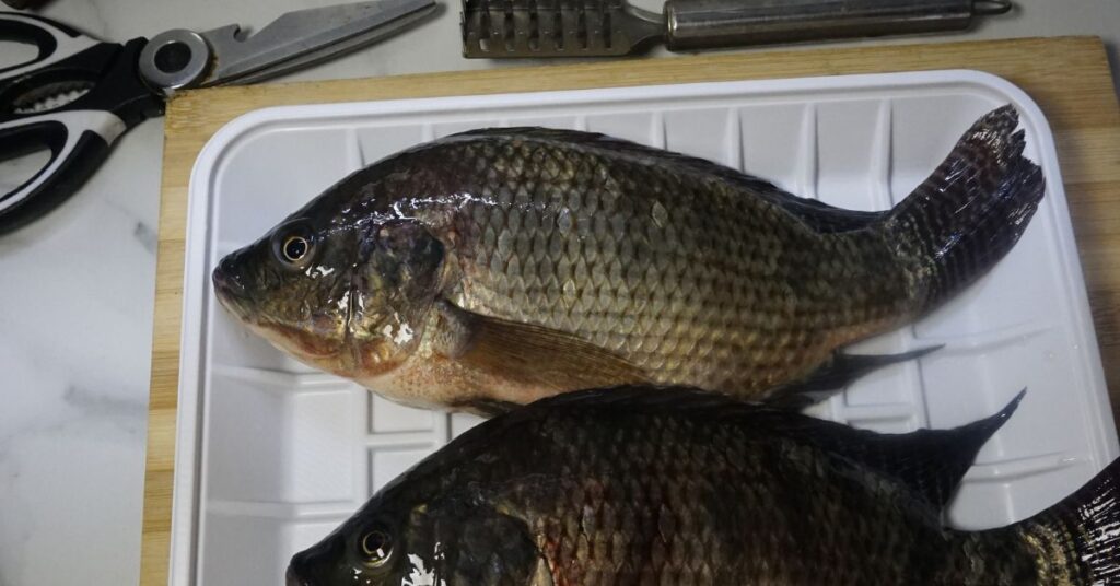 Two pieces of fresh tilapia