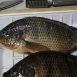 Two pieces of fresh tilapia