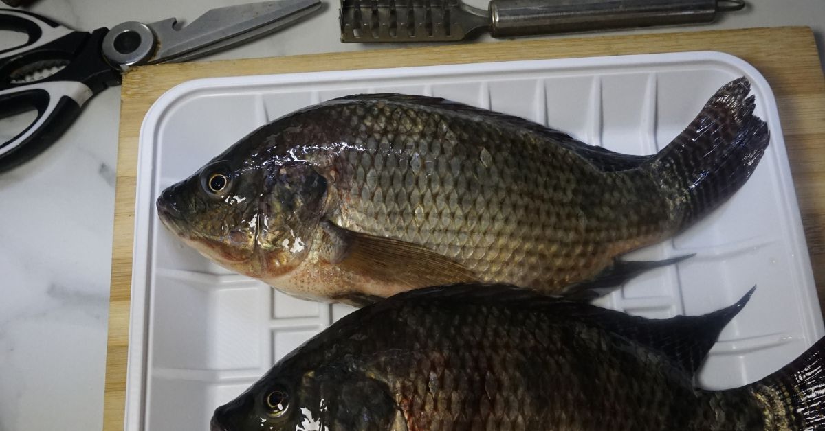 Two pieces of fresh tilapia