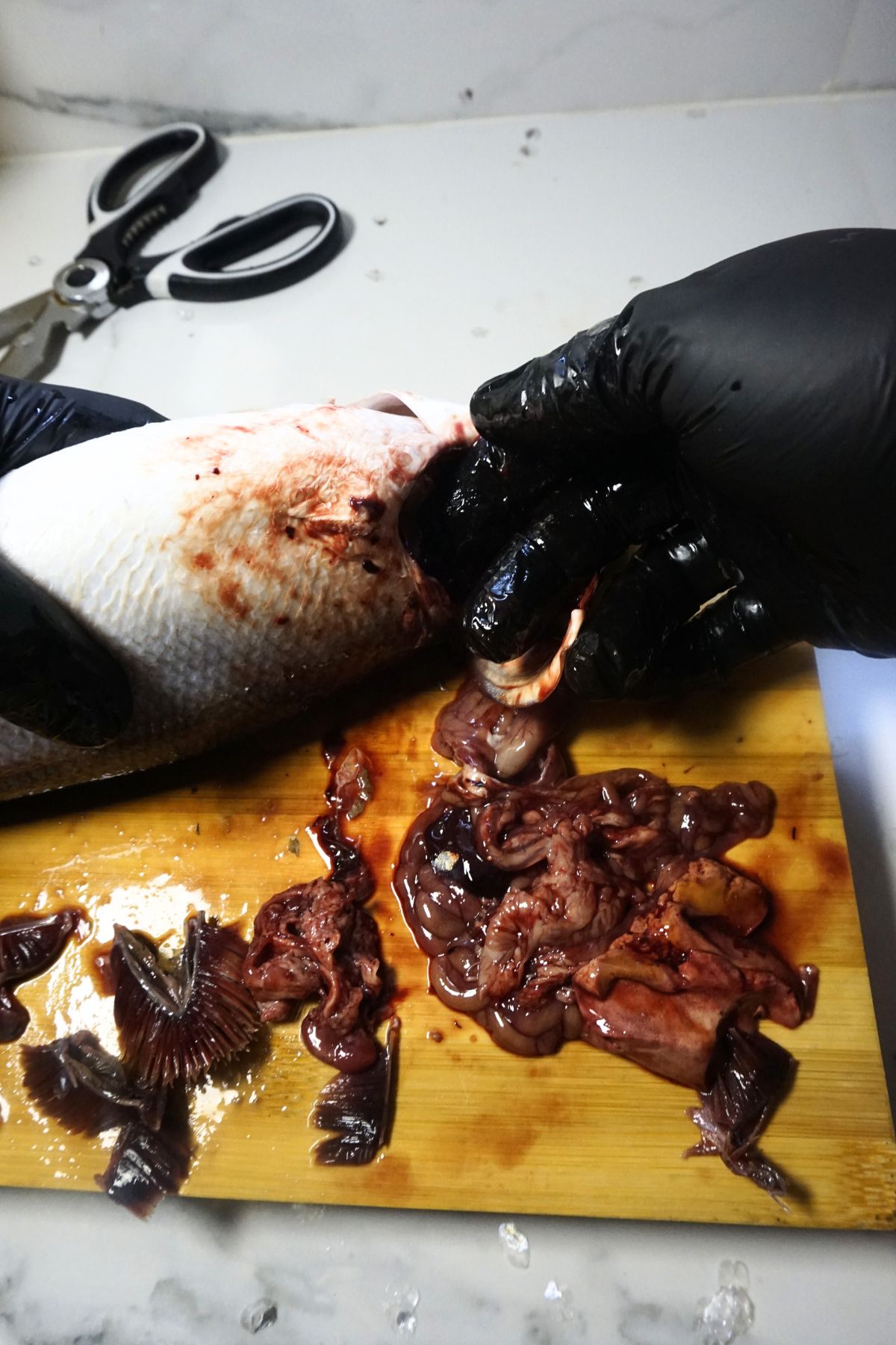 Hand pulling the gut out of bangus through the gill opening while pressing the belly