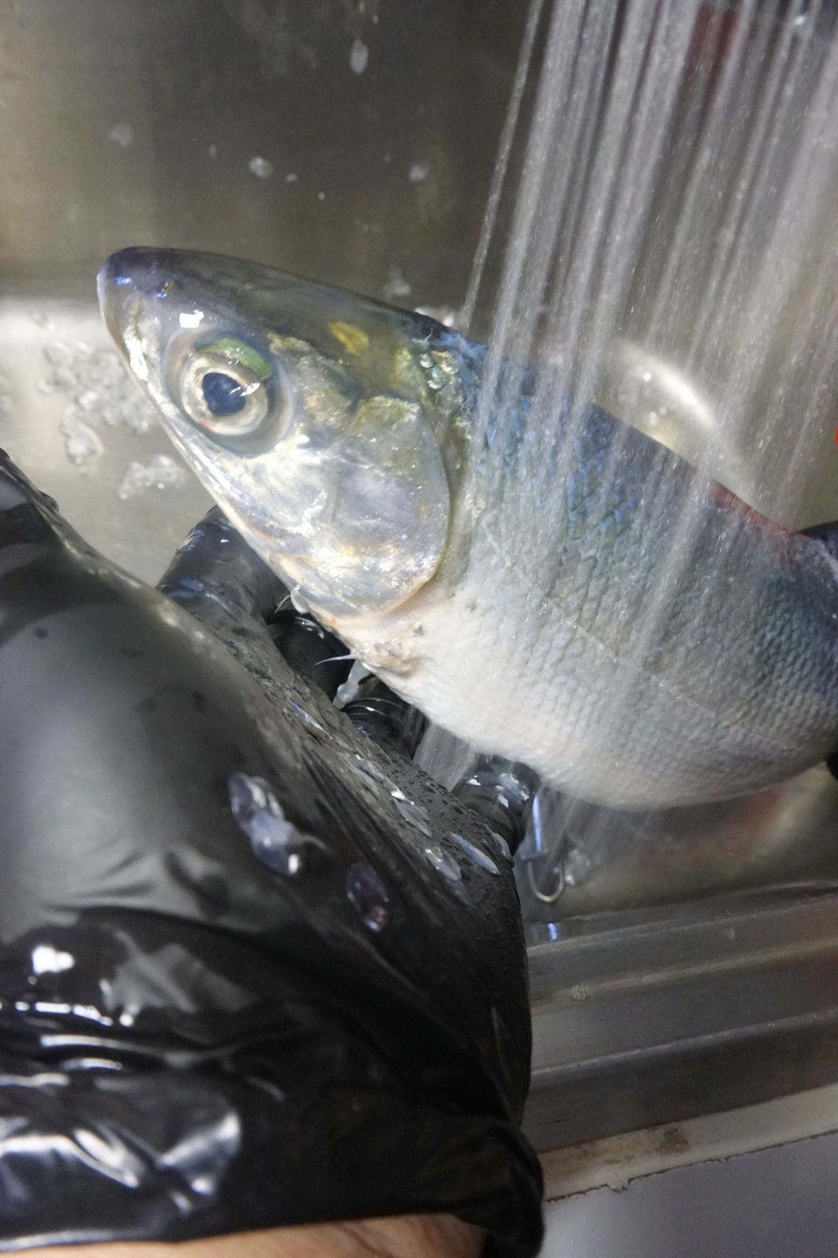 Rinsing the inside of bangus under running water to remove blood and membranes