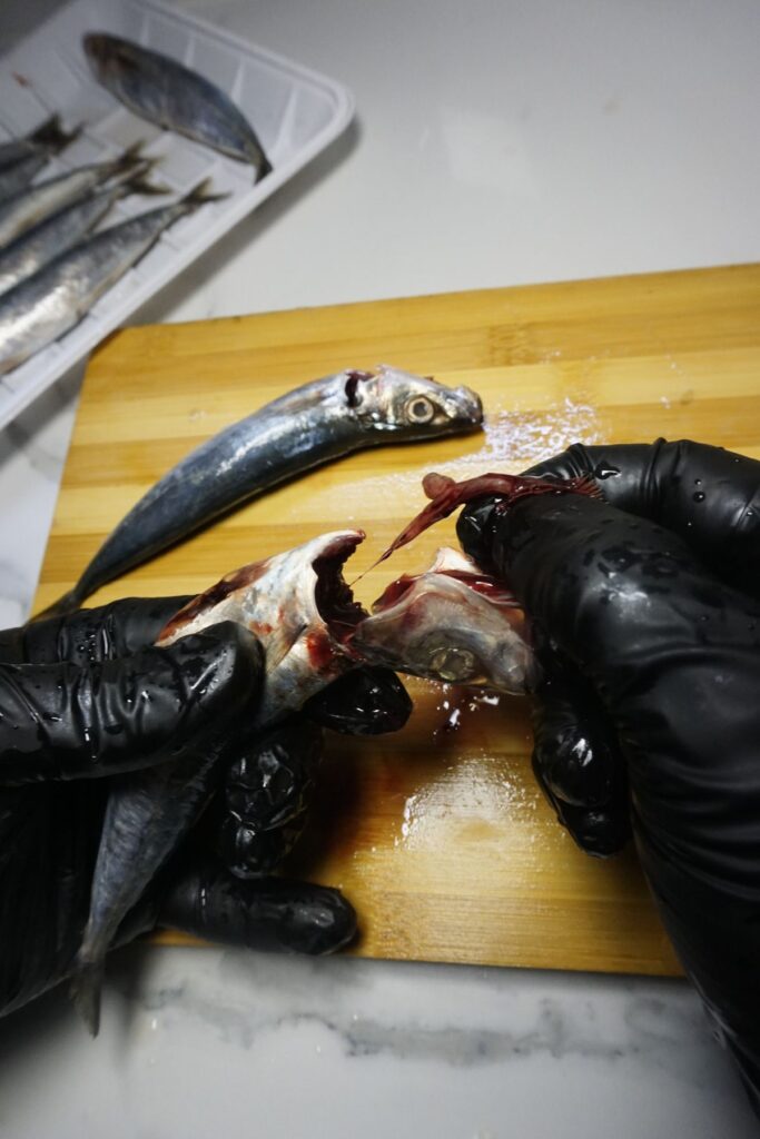 – Hand removing the guts of galunggong by pulling them out through the head opening.