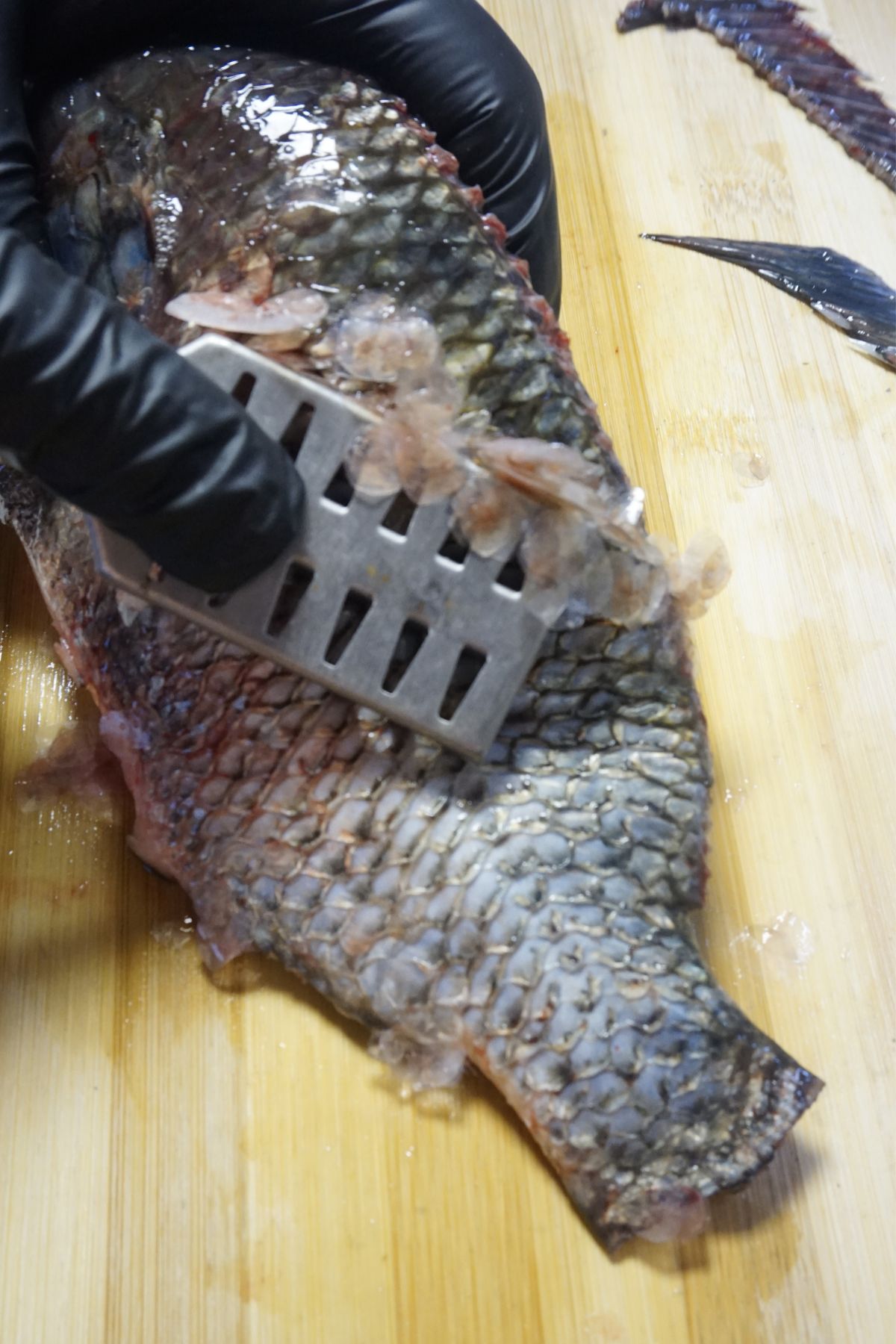 Using a scaler to scrape off the tilapia&rsquo;s scales from tail to head