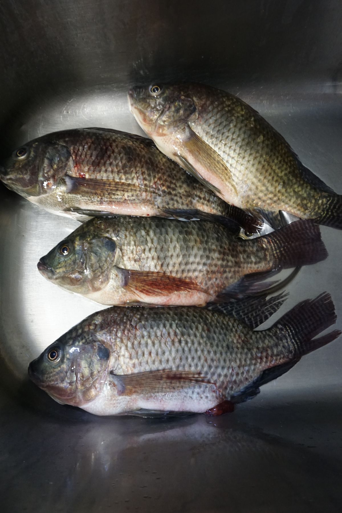 Fresh tilapia in sink