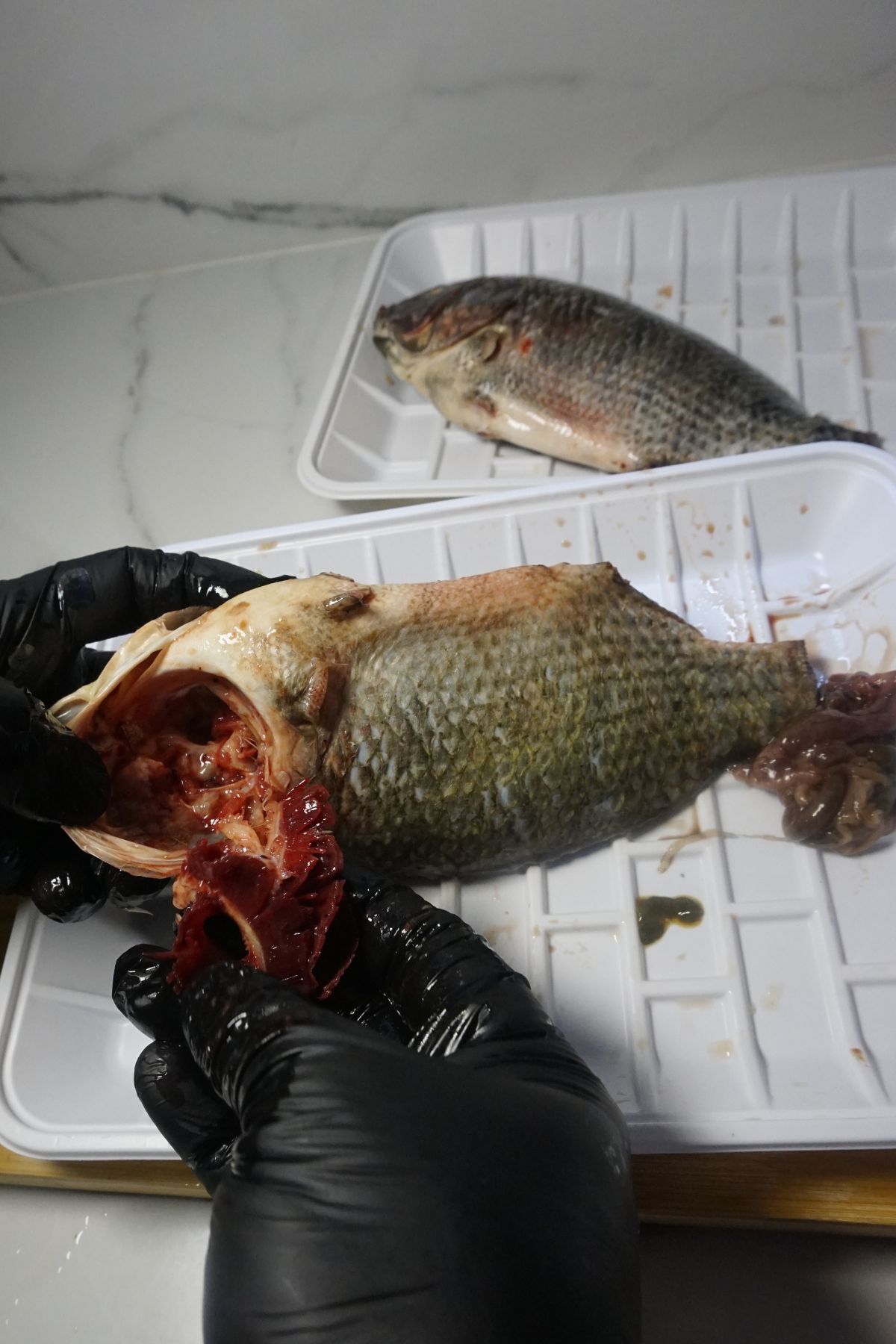 How-to-clean-tilapia-2