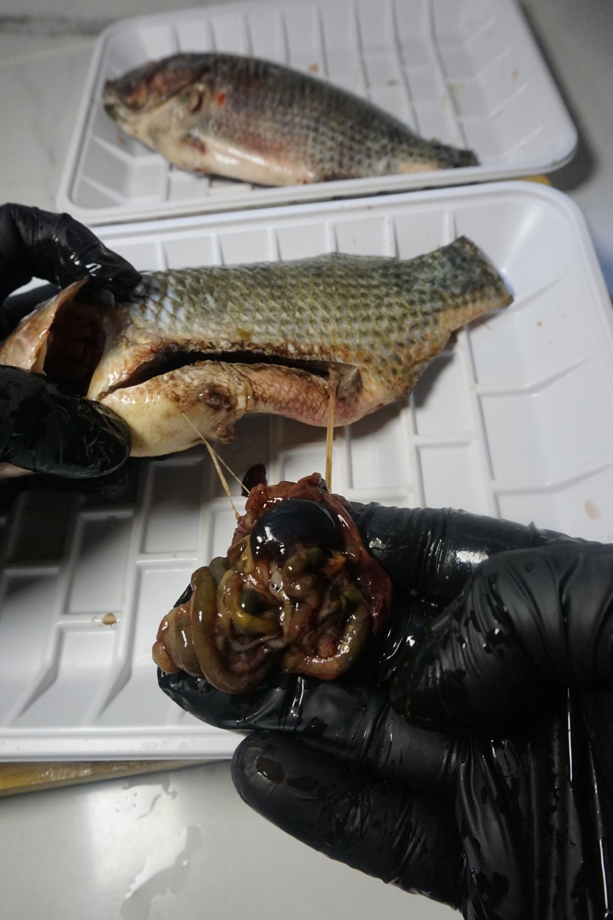 Removing the internal organs from the belly cavity of the tilapia