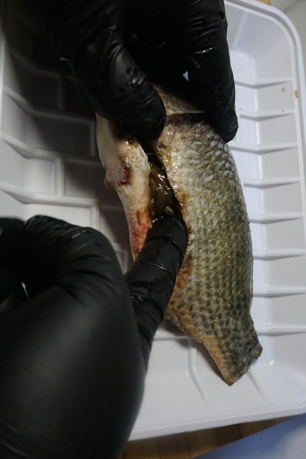 How-to-clean-tilapia-5