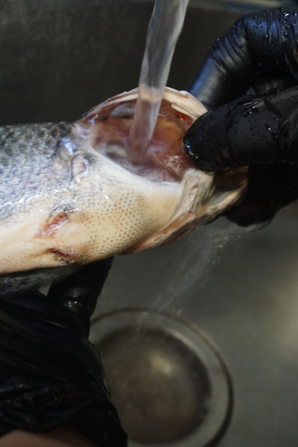 Rinsing the inside of the tilapia thoroughly under running water