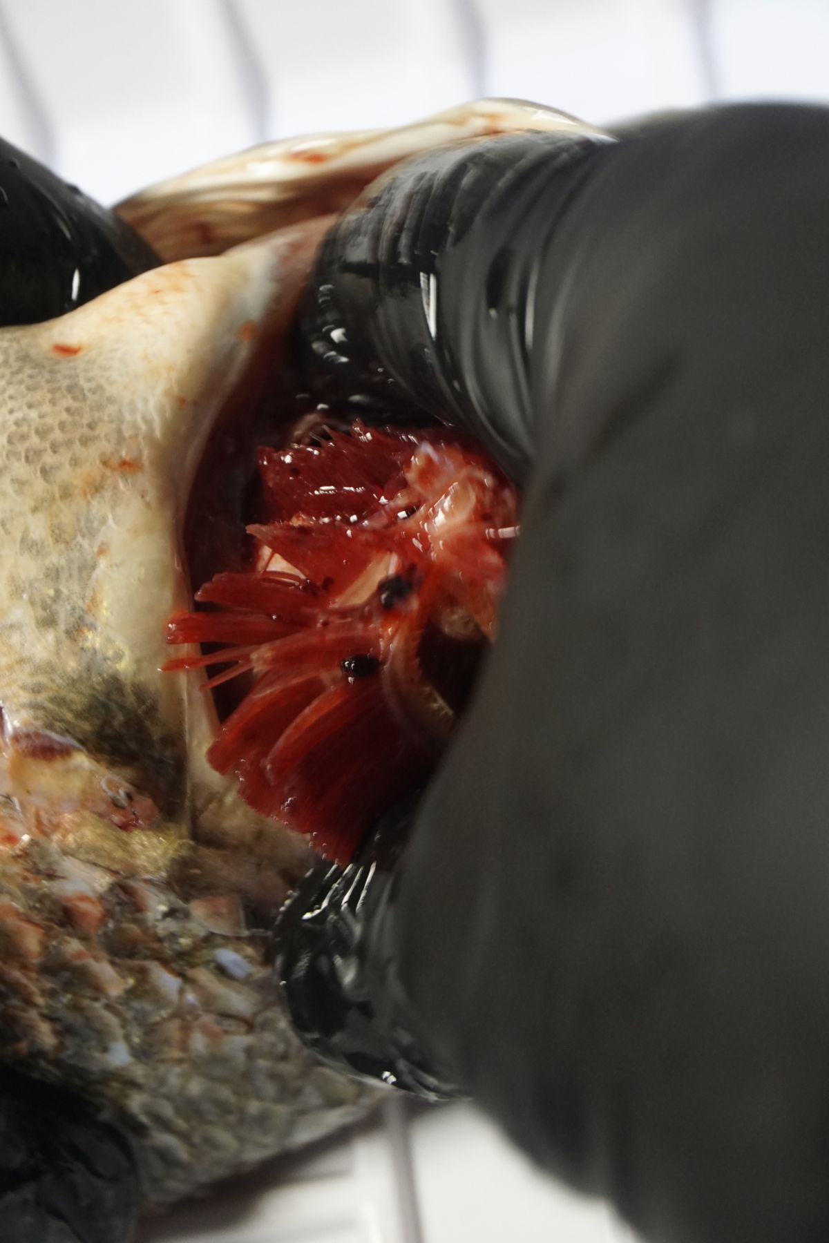 Opening the gills to remove them from the head of the tilapia
