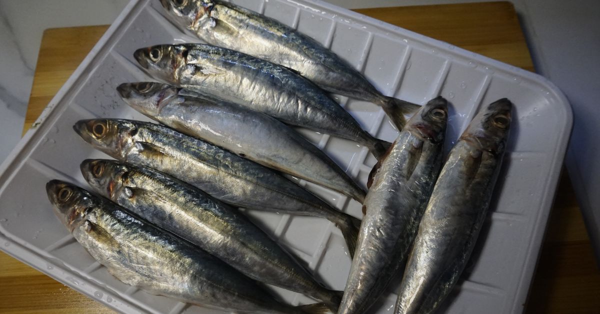 Fresh galunggong in a white plate
